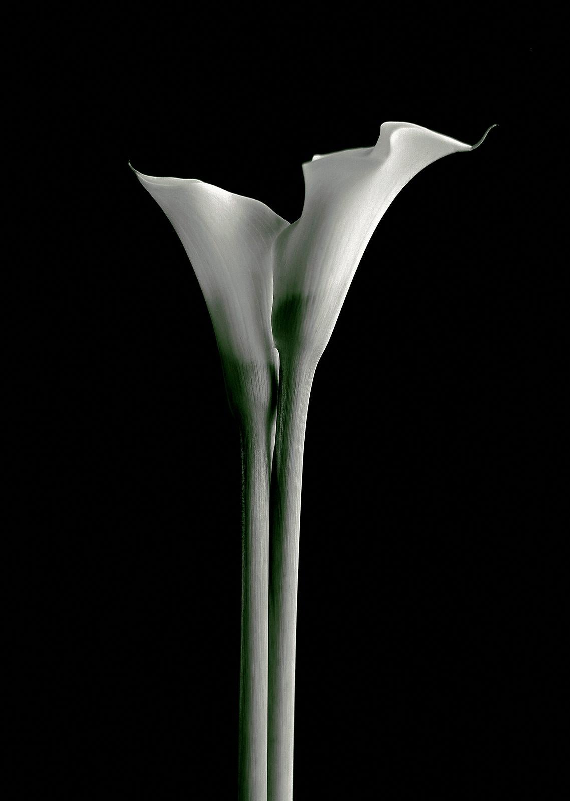 Lovers - Signierter Kunstdruck in limitierter Auflage, Farbe, Pflanze, Analog, Natur (Schwarz), Color Photograph, von Ian Sanderson