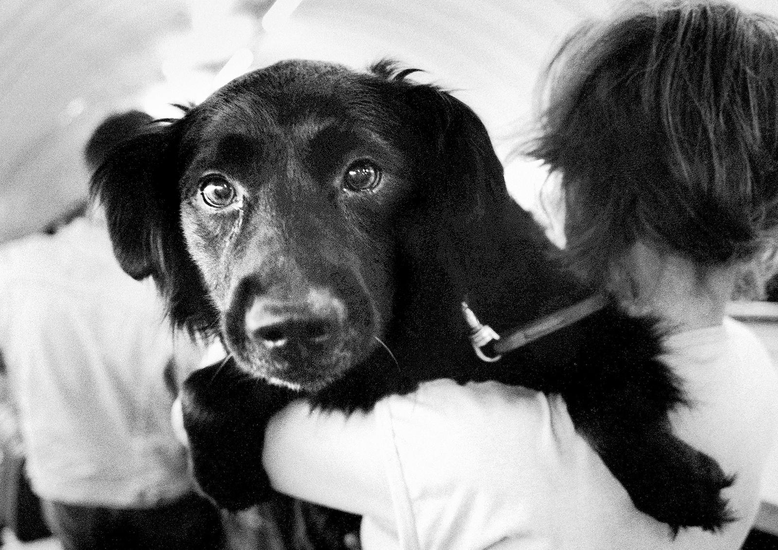 Metro Hund – signierter Tierdruck in limitierter Auflage, Schwarz-Weiß-Foto, zeitgenössisch (Zeitgenössisch), Photograph, von Ian Sanderson