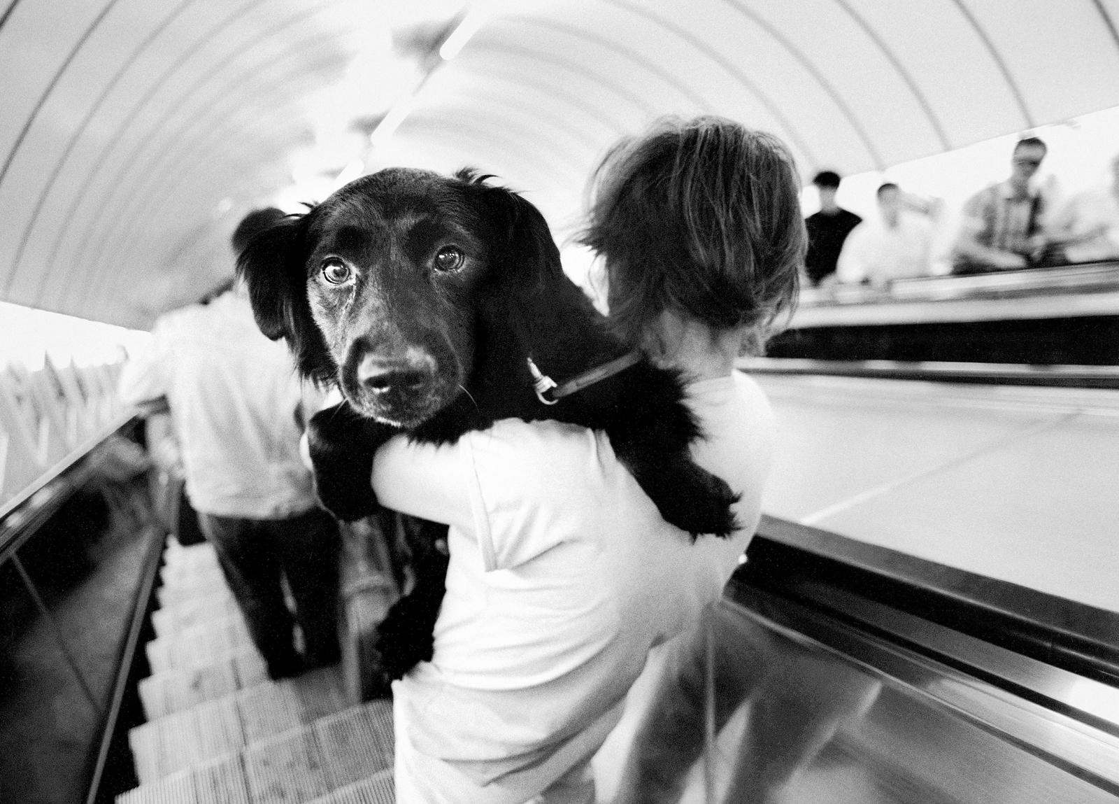 Metro Hund – signierter Stillleben- Kunstdruck in limitierter Auflage, Schwarz-Weiß-Foto, Stadt (Grau), Figurative Photograph, von Ian Sanderson