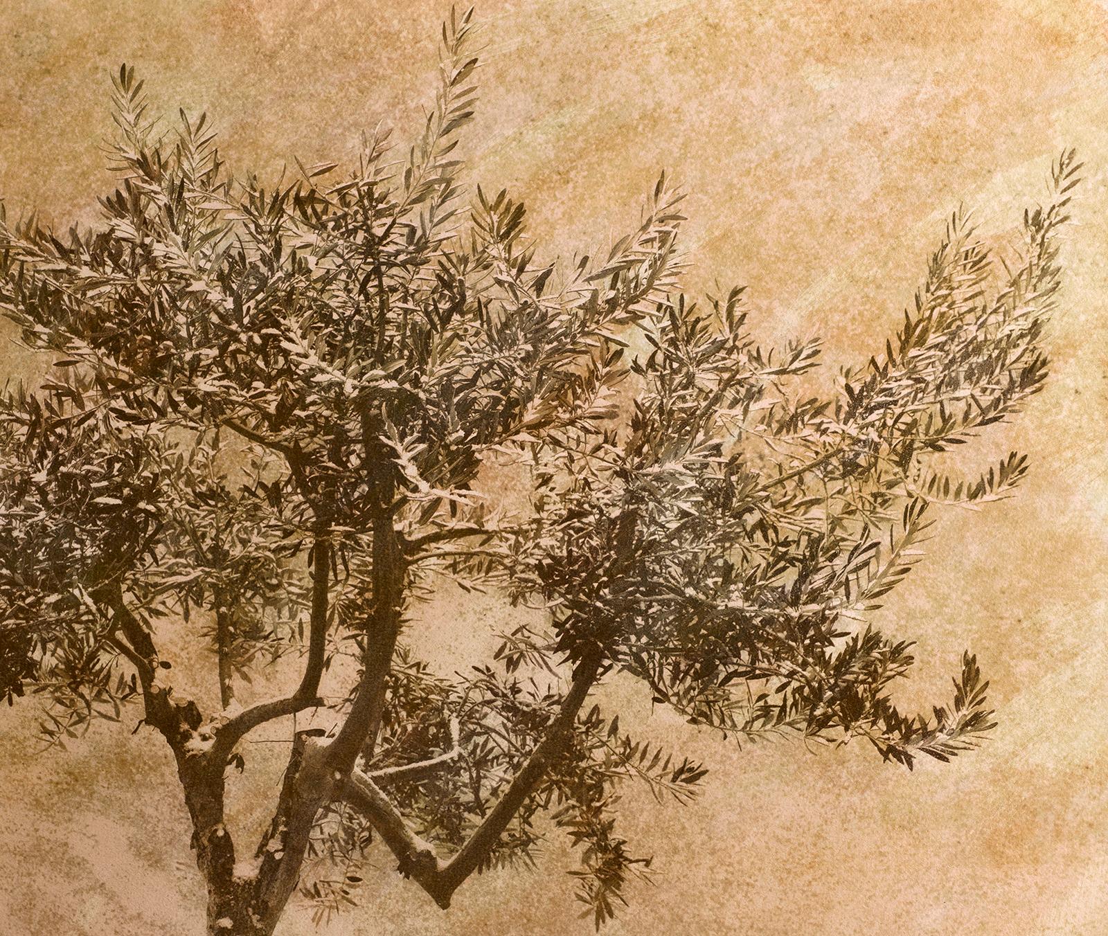 Olive tree - Signed limited edition fine art print, Warm photo, Plant, Nature - Photograph by Ian Sanderson