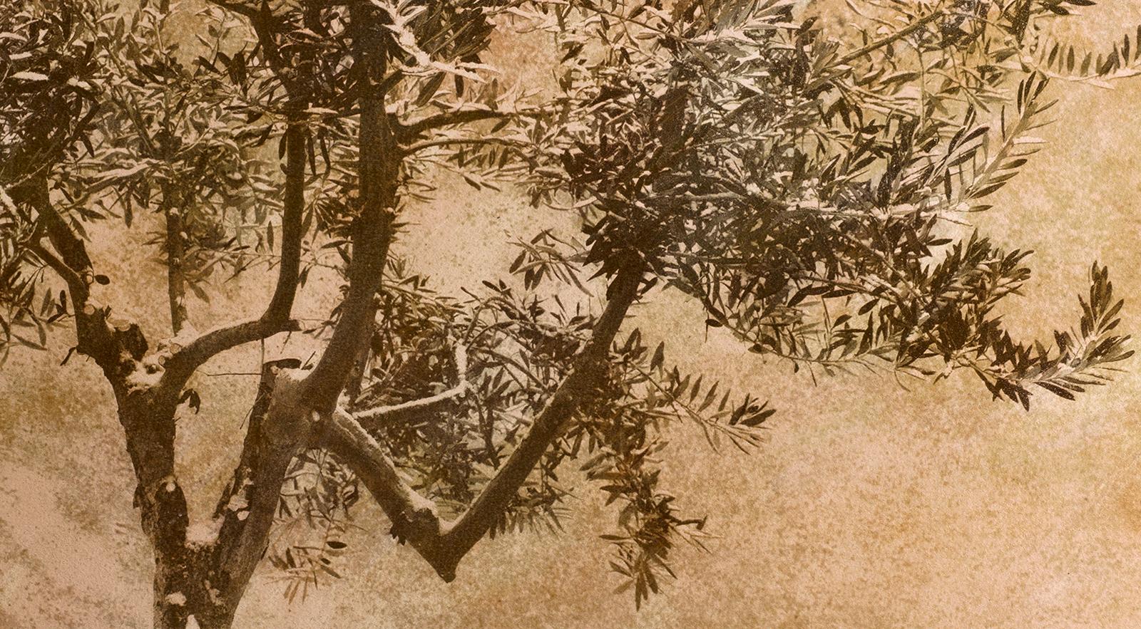 Olive tree - Signed limited edition fine art print, Warm photo, Plant, Nature - Contemporary Photograph by Ian Sanderson