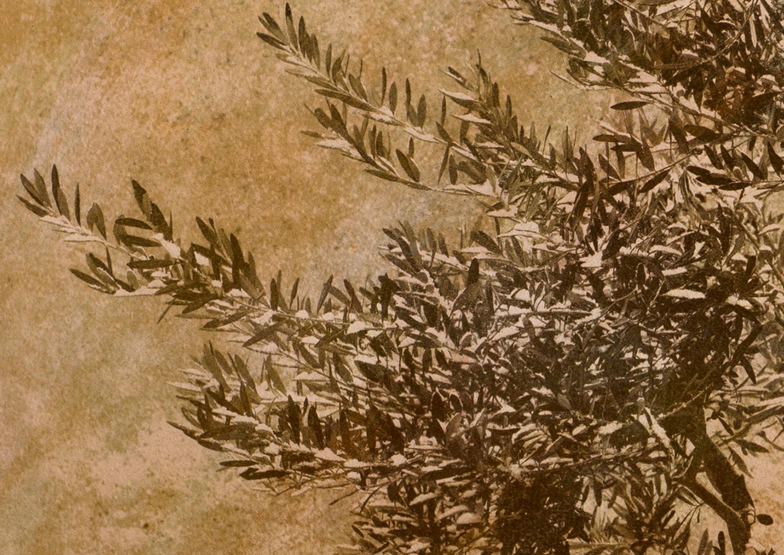 Olive tree - Signed limited edition fine art print, Warm photo, Plant, Nature - Brown Landscape Photograph by Ian Sanderson