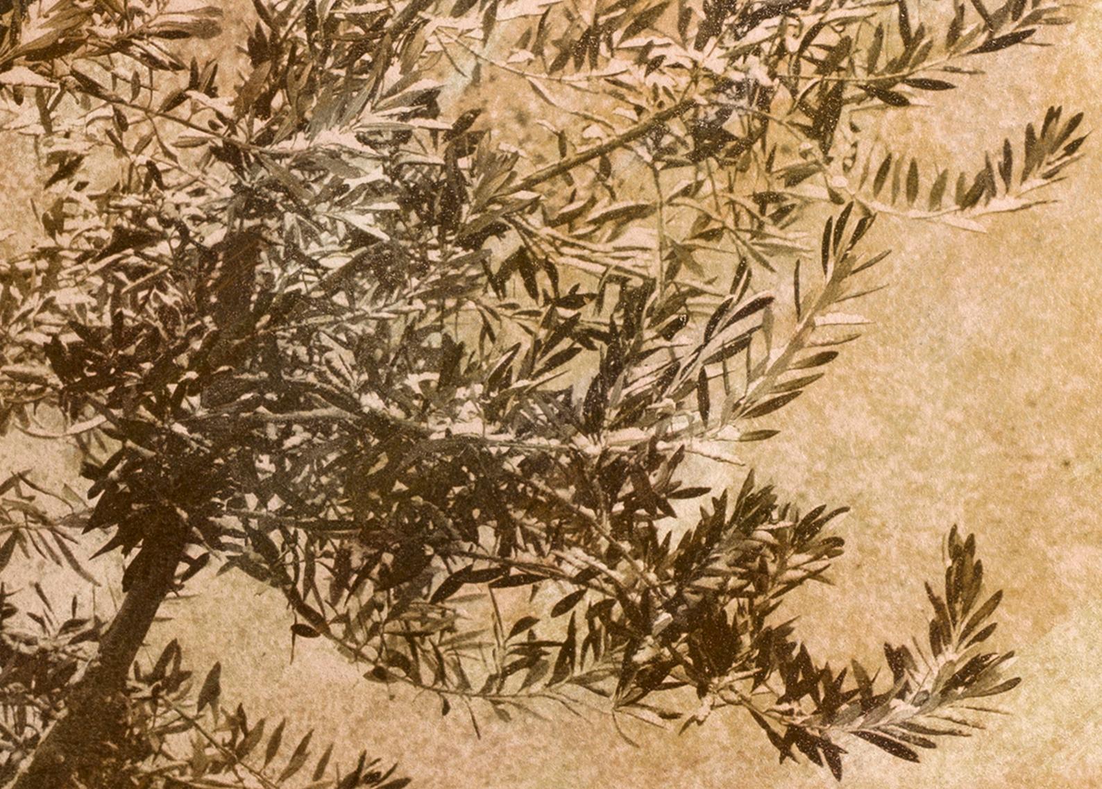 Olive tree - Signed limited edition archival pigment print  -   Edition of 8  
Photography : 2012
Bichromate print : 2012
Pigment print : 2020
Sunny photograph of an olive tree with all the warmth of summer coming through.

This image was captured