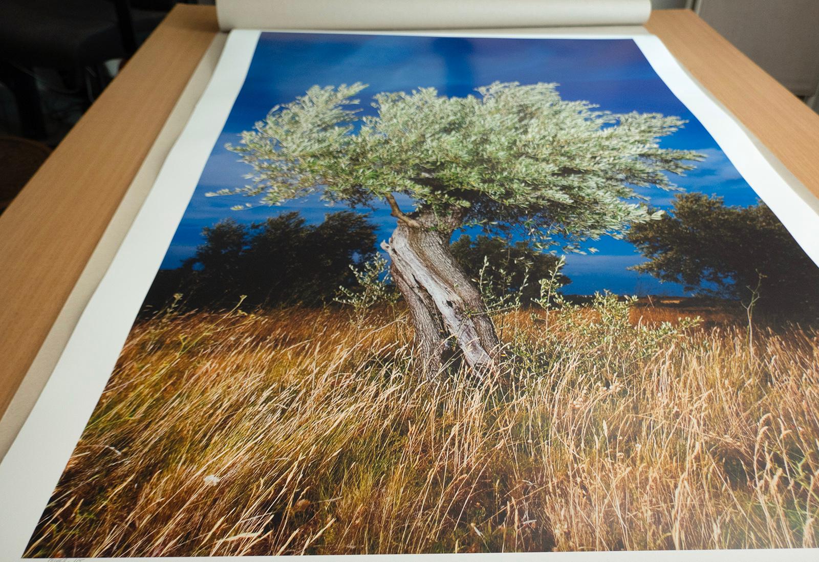 Signierter Farbdruck in limitierter Auflage, Landschaftsfoto, Übergröße Nature - Olivier im Angebot 1