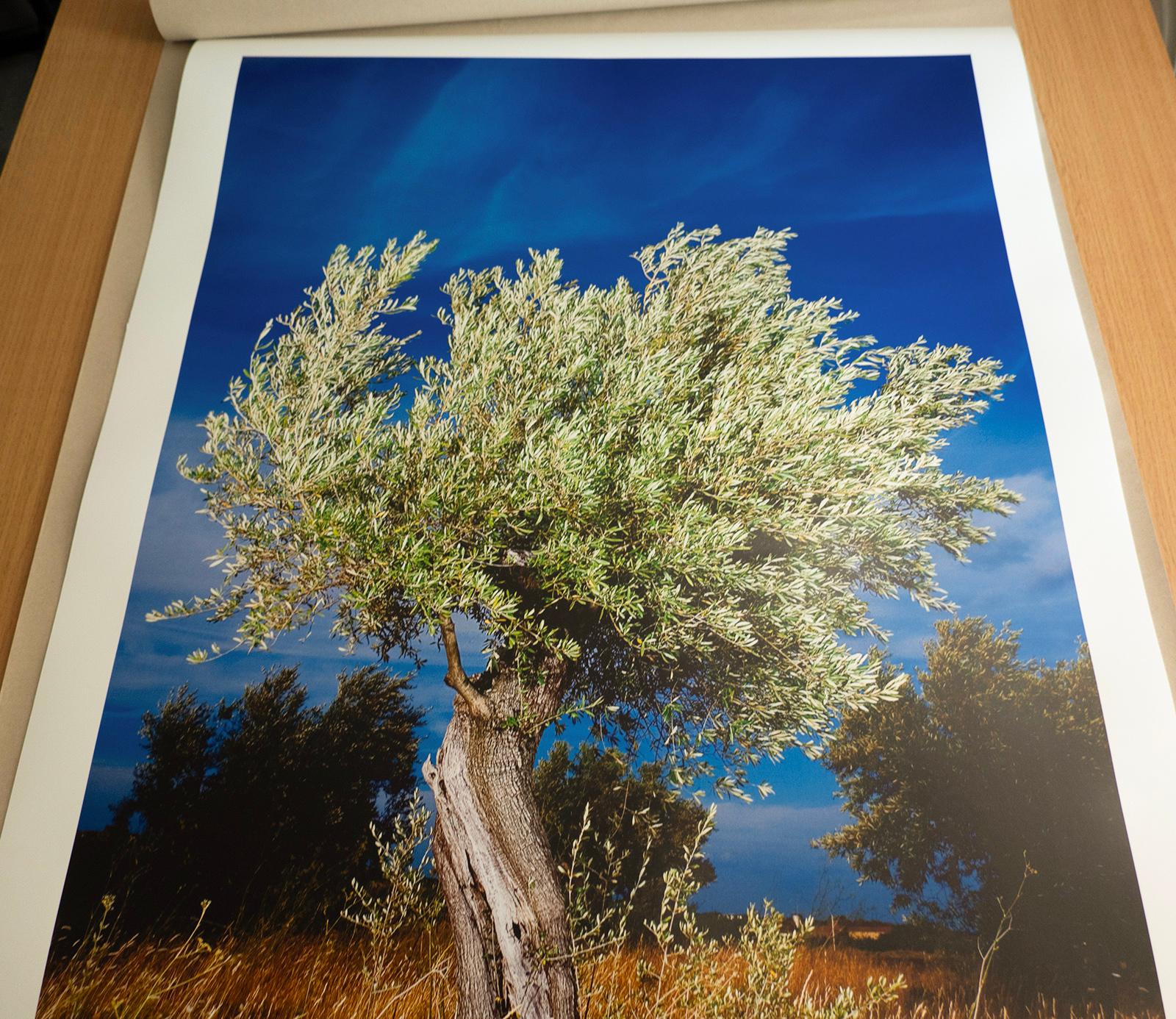 Signierter Farbdruck in limitierter Auflage, Landschaftsfoto, Übergröße Nature - Olivier im Angebot 3