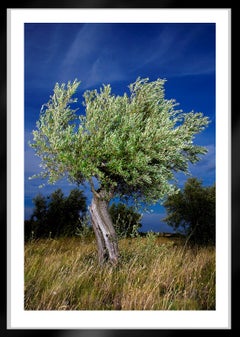 Olivier - Signed limited edition Color print, Landscape photo, Oversize Nature