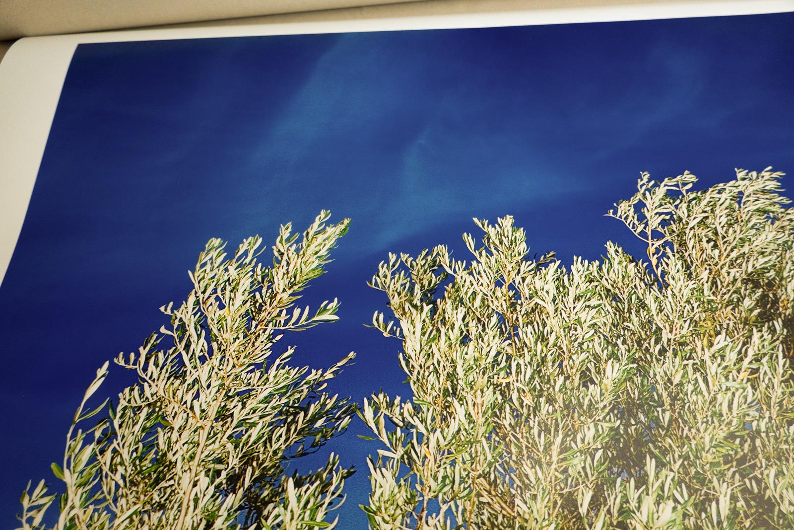 Ein original signierter Pigmentdruck auf Hahnemühle Photo Rag® Baryta 315 g/m² Papier des schottischen Künstlers Ian Sanderson (1951- 2020) mit dem Titel '  Olivier ' 
Ein Olivenbaum bei Einbruch der Dunkelheit in Südfrankreich fotografiert
Ein