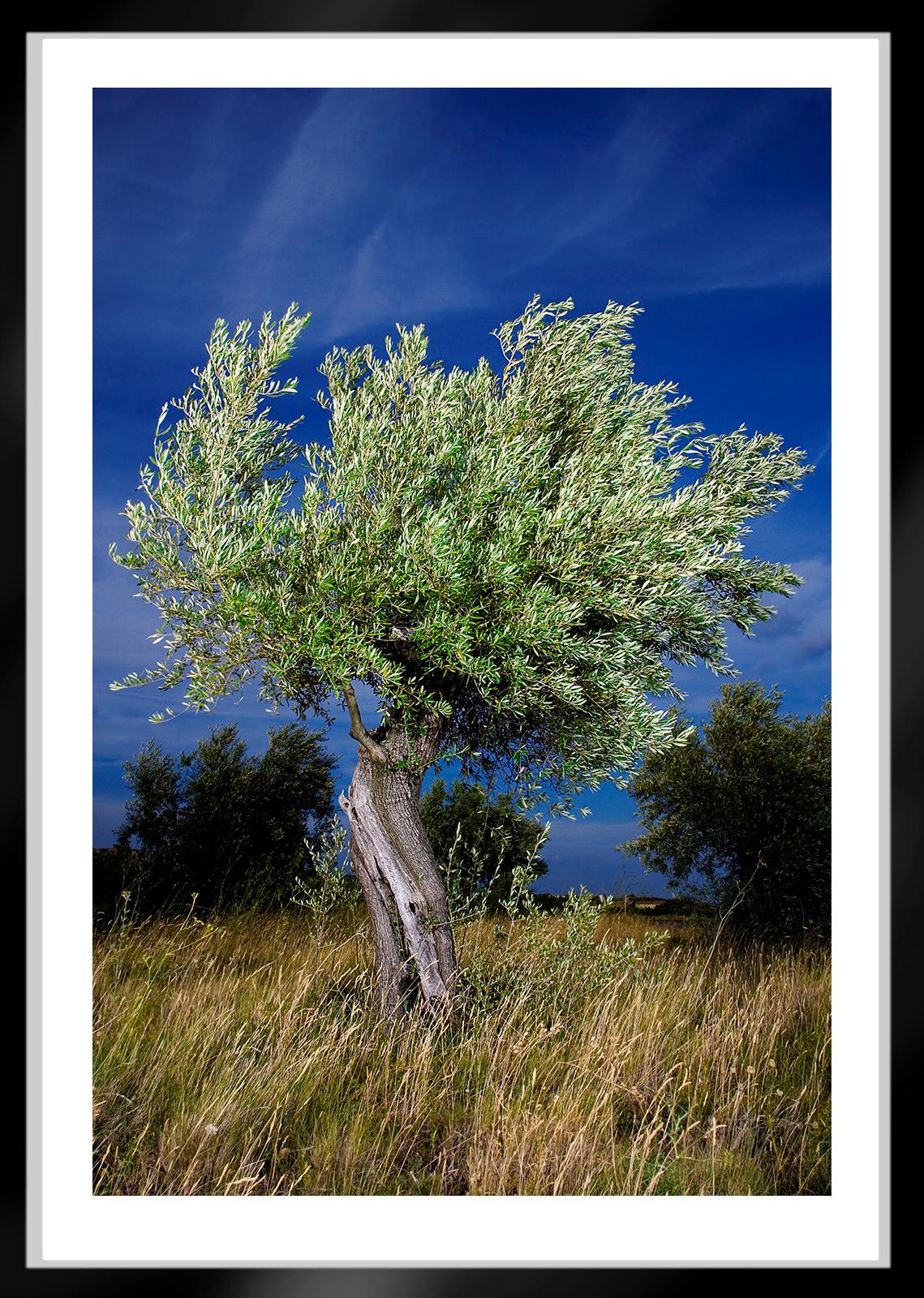 Olivier-Signed limited edition still life print, Nature, Landscape, Green tree - Photograph by Ian Sanderson