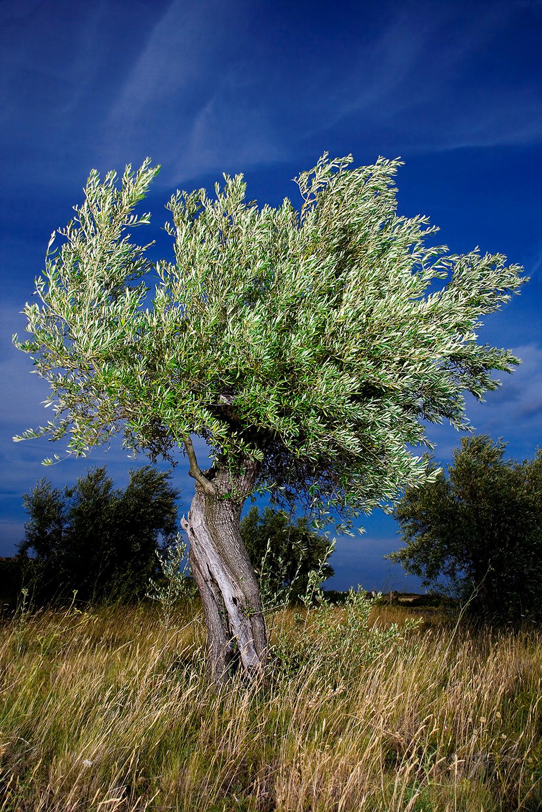 Ian Sanderson Color Photograph - Olivier-Signed limited edition still life print, Nature, Landscape, Green tree