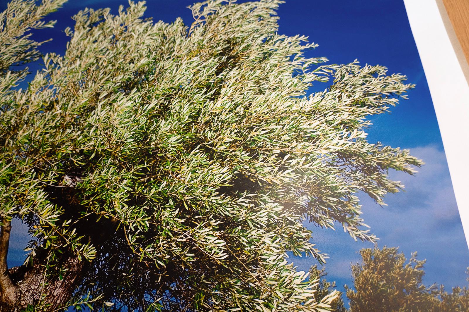 Olivier-Signierter limitierter Druck eines Stilllebens, Farbfoto Natur, Landschaft (Zeitgenössisch), Photograph, von Ian Sanderson