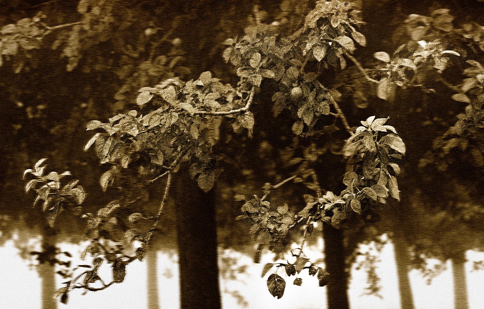 Frutteto - Stampa d'arte firmata in edizione limitata, Seppia, Nature, Campagna - Photograph di Ian Sanderson