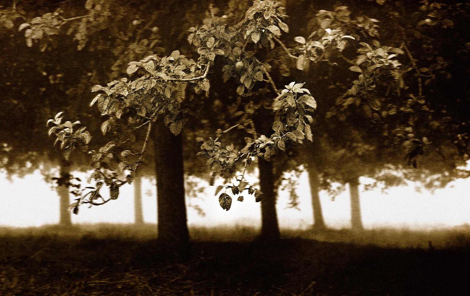 Frutteto - Stampa d'arte firmata in edizione limitata, Seppia, Nature, Campagna - Photograph Contemporaneo di Ian Sanderson