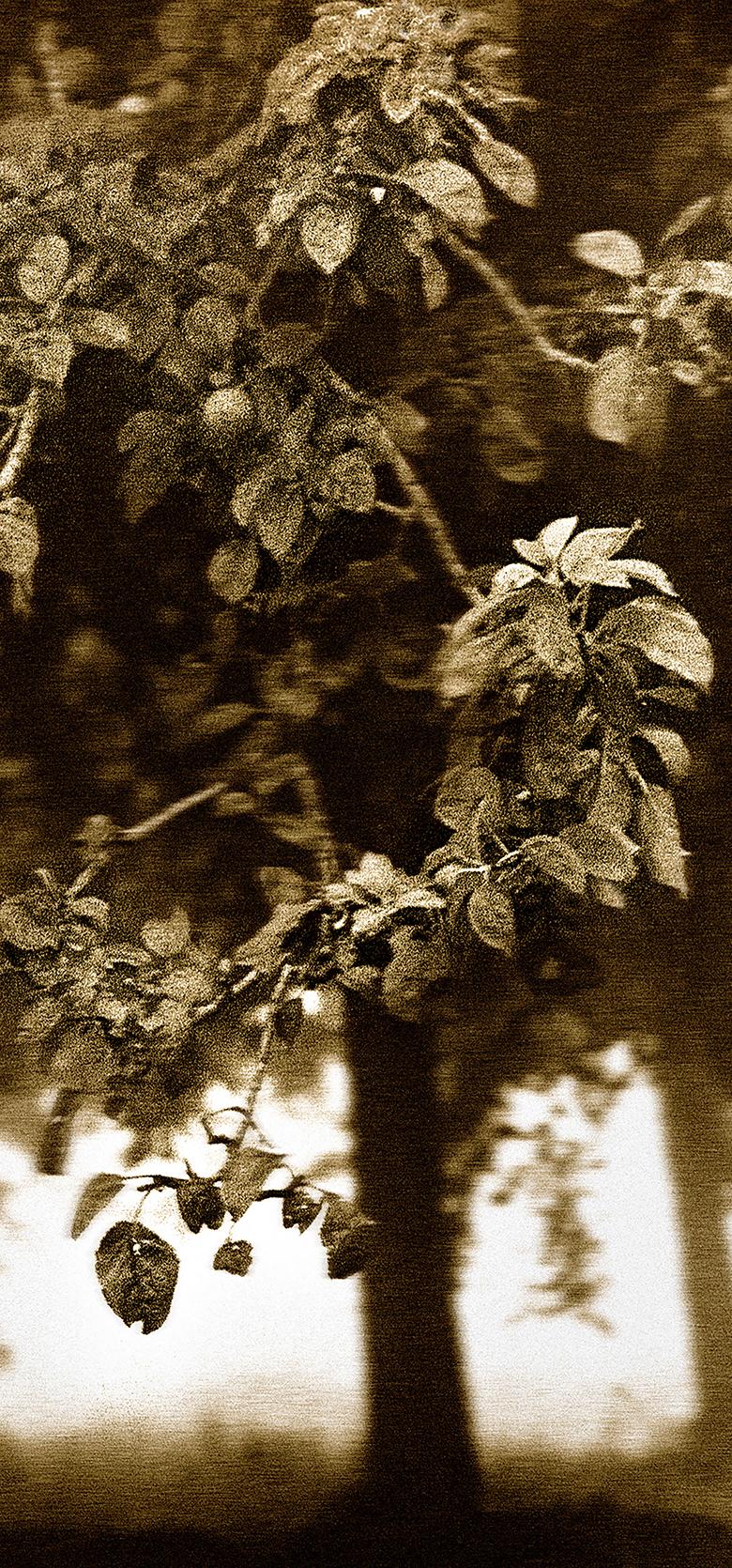 Frutteto - Stampa d'arte firmata in edizione limitata, Seppia, Nature, Campagna - Color Photograph Nero di Ian Sanderson