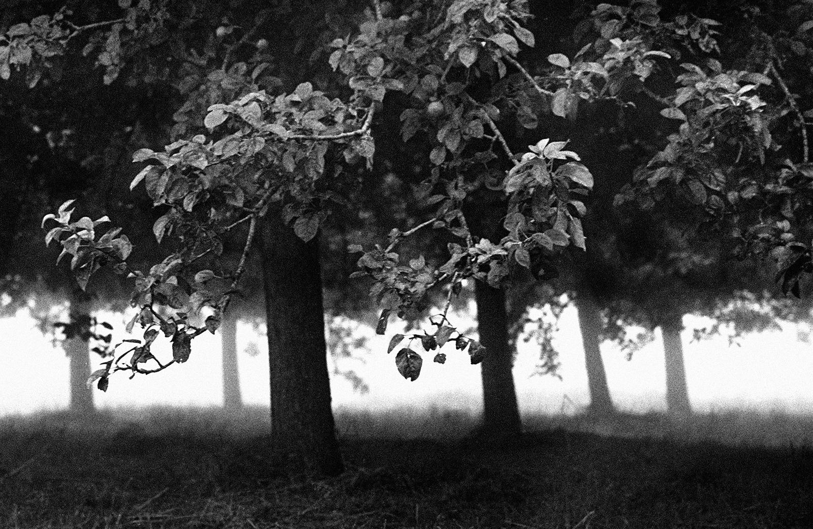 Orchard – signierter Kunstdruck in limitierter Auflage, Schwarz-Weiß-Foto, Landschaft – Photograph von Ian Sanderson