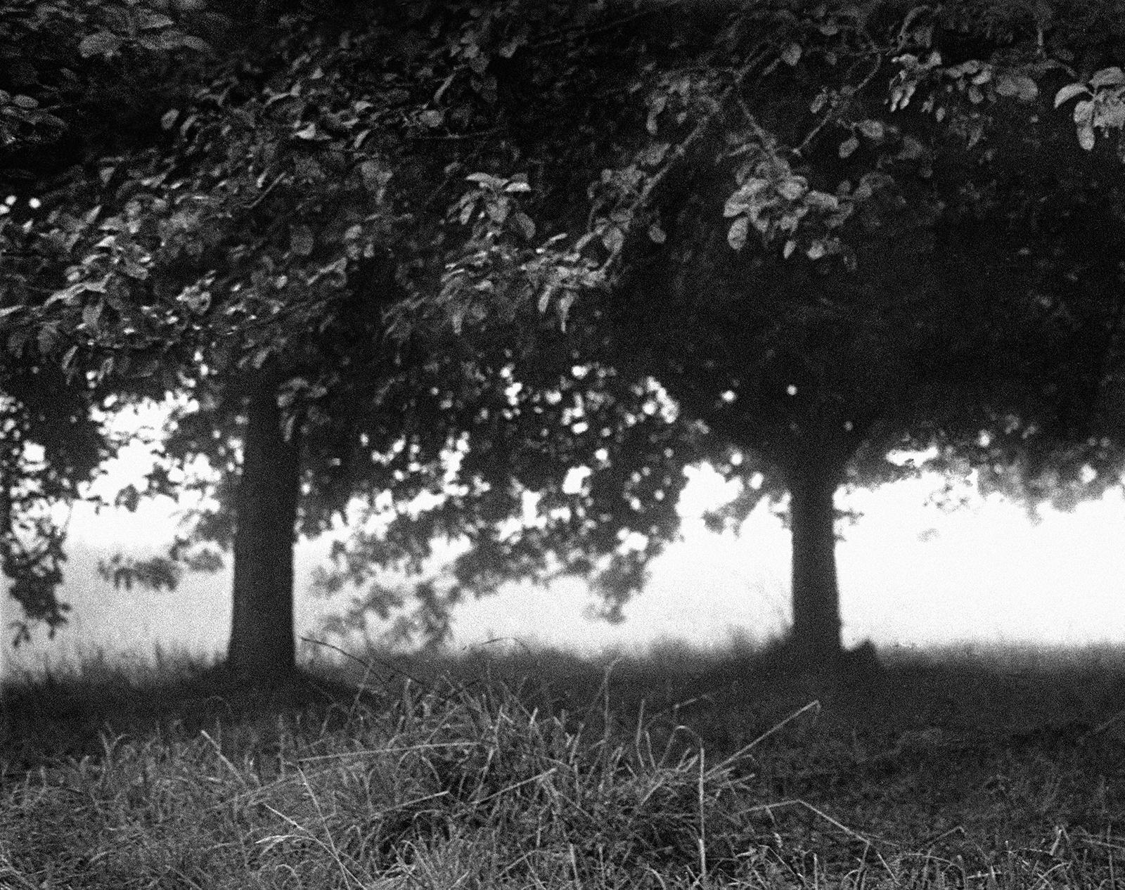 Orchard – signierter Kunstdruck in limitierter Auflage, Schwarz-Weiß-Foto, Landschaft (Zeitgenössisch), Photograph, von Ian Sanderson