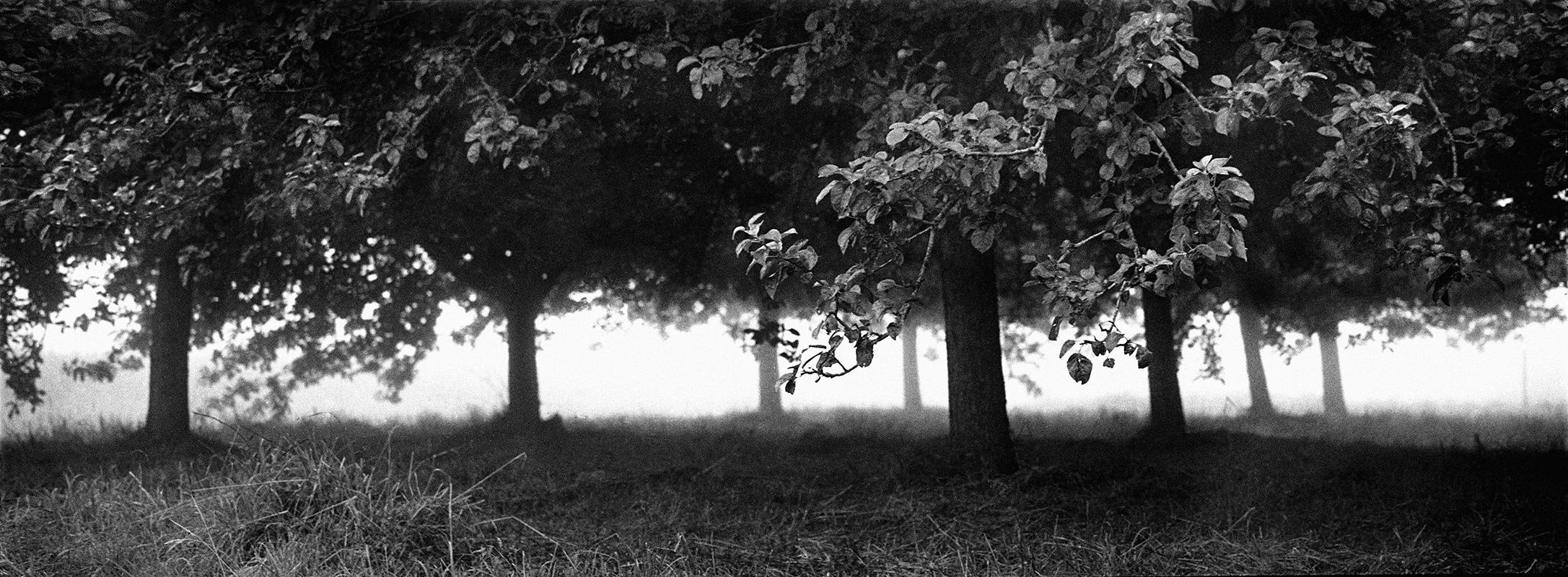 Obstgarten - Kostenloser Versand - Signierter Kunstdruck in limitierter Auflage, Stillleben Nature (Schwarz), Landscape Photograph, von Ian Sanderson