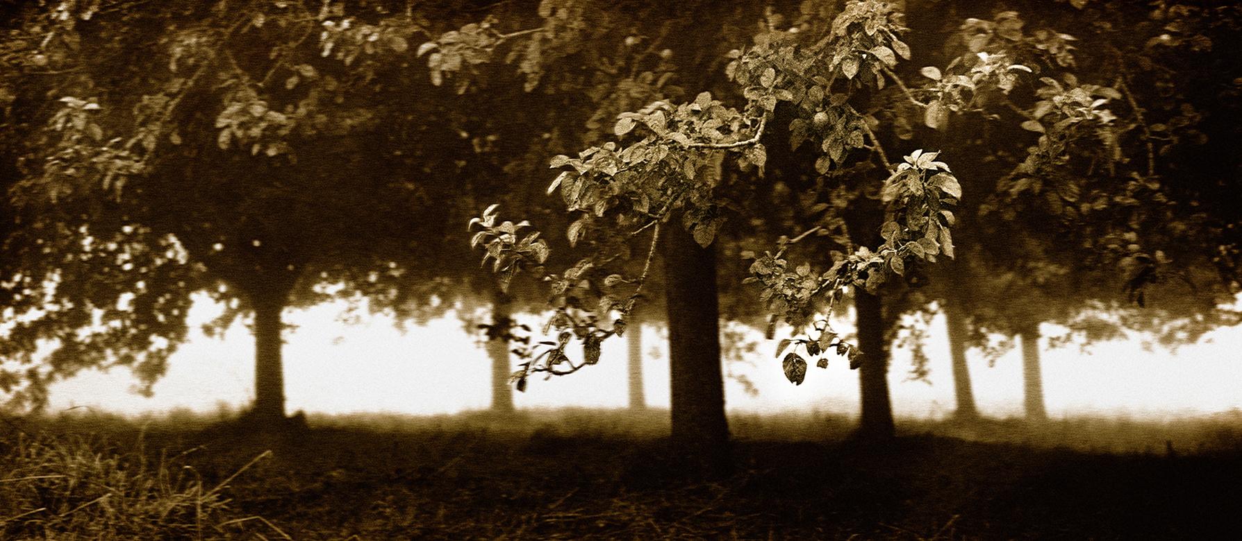  Obstgarten  - Limitierte Auflage eines archivierten Pigmentdrucks     -  Auflage von 5

Dieses Bild wurde auf Film festgehalten. Das Negativ wurde gescannt und eine digitale Datei erstellt, die dann auf Hahnemühle Photo Rag® Baryta 315 g/m² (säure-
