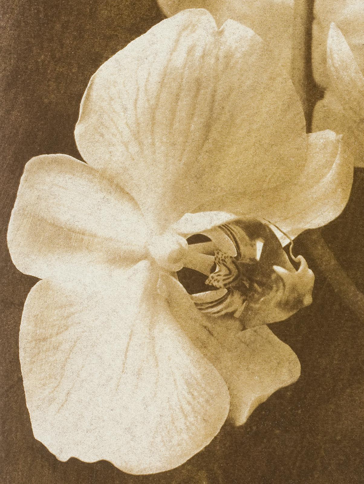 Orchid 2 - Signed limited edition contemporary print, Colour photo, Flower - Photograph by Ian Sanderson