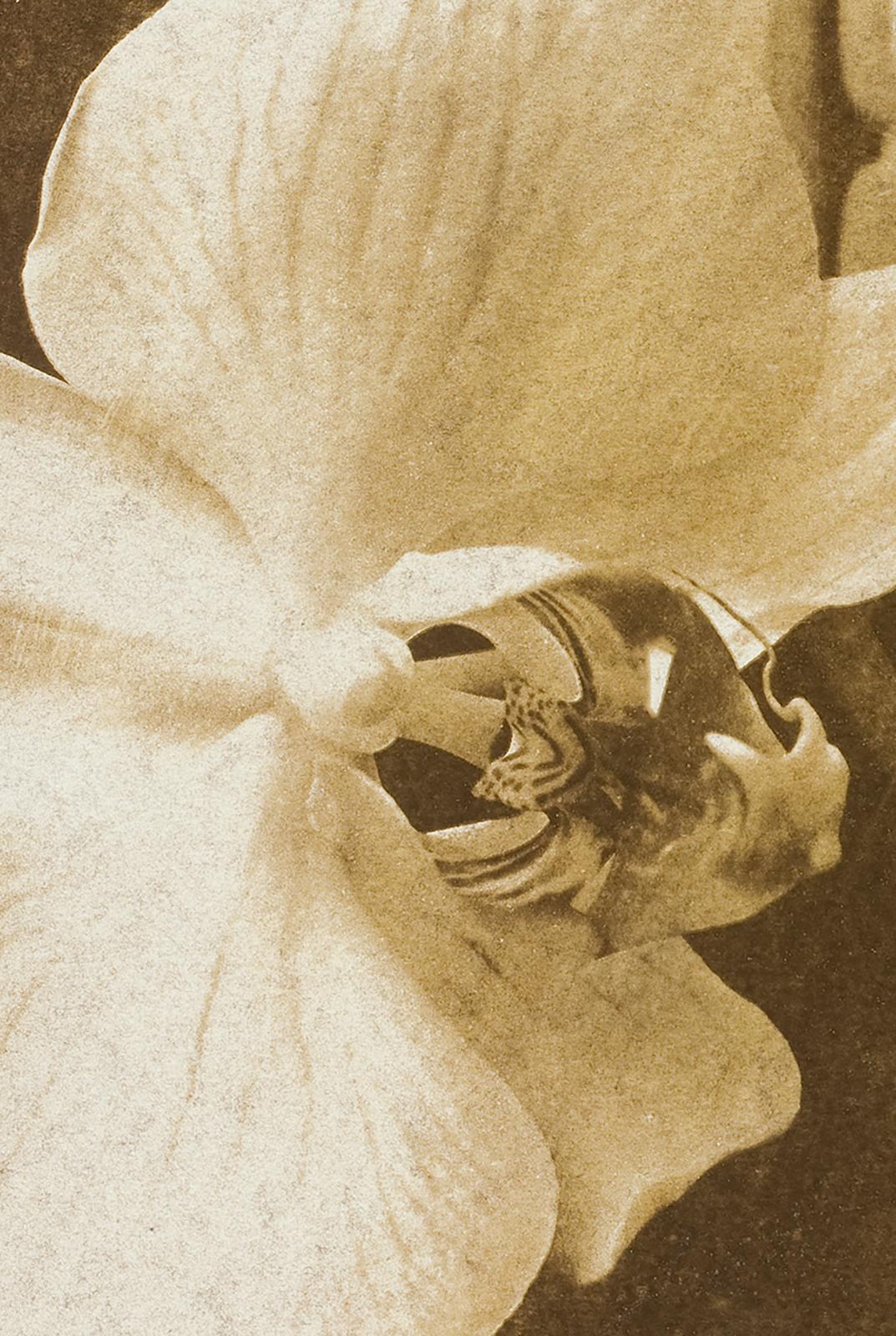 Orchid 2 - Signed limited edition contemporary print, Colour photo, Flower - Contemporary Photograph by Ian Sanderson