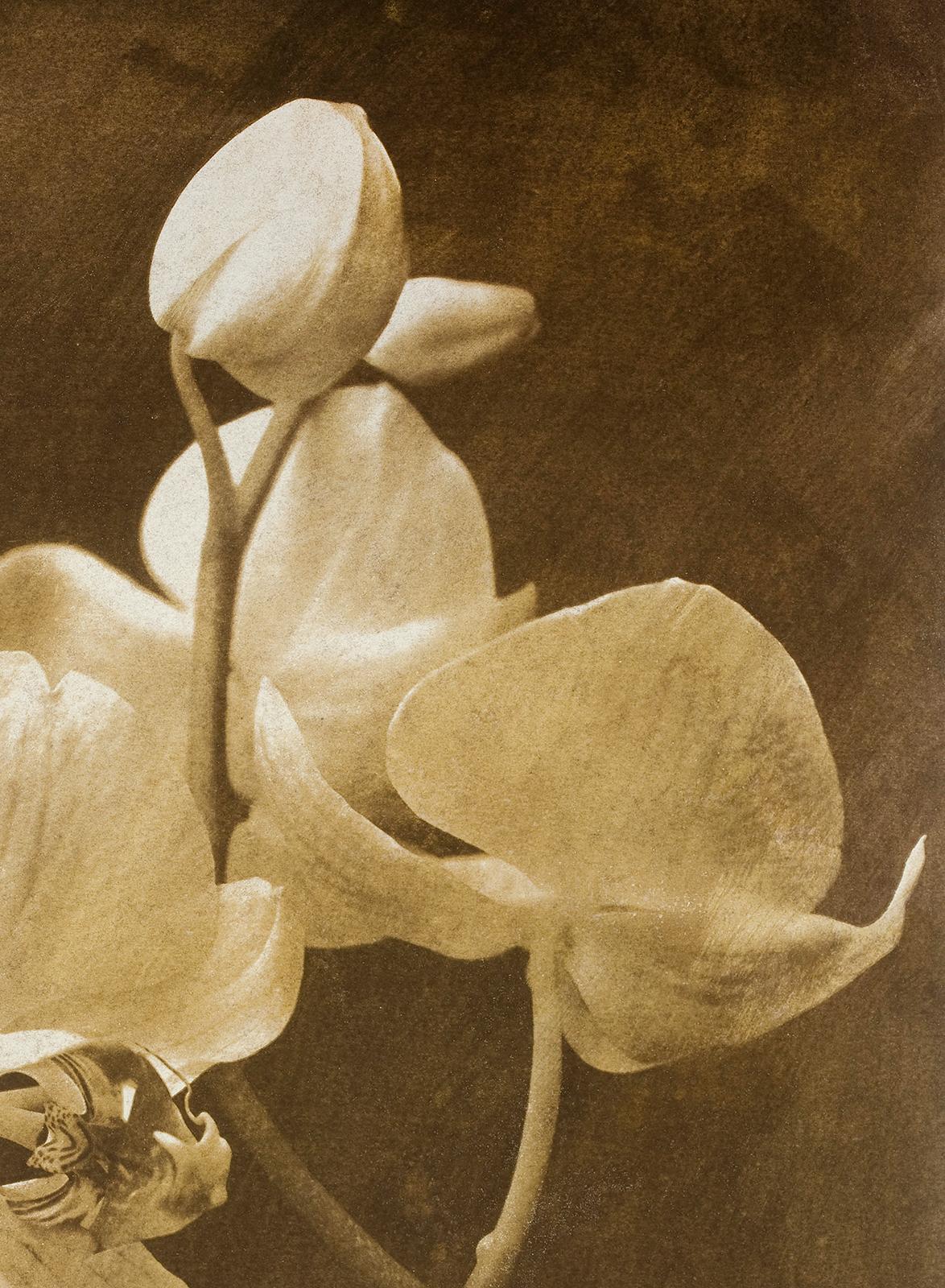 Orchid 2 - Signed limited edition contemporary print, Colour photo, Flower - Brown Color Photograph by Ian Sanderson
