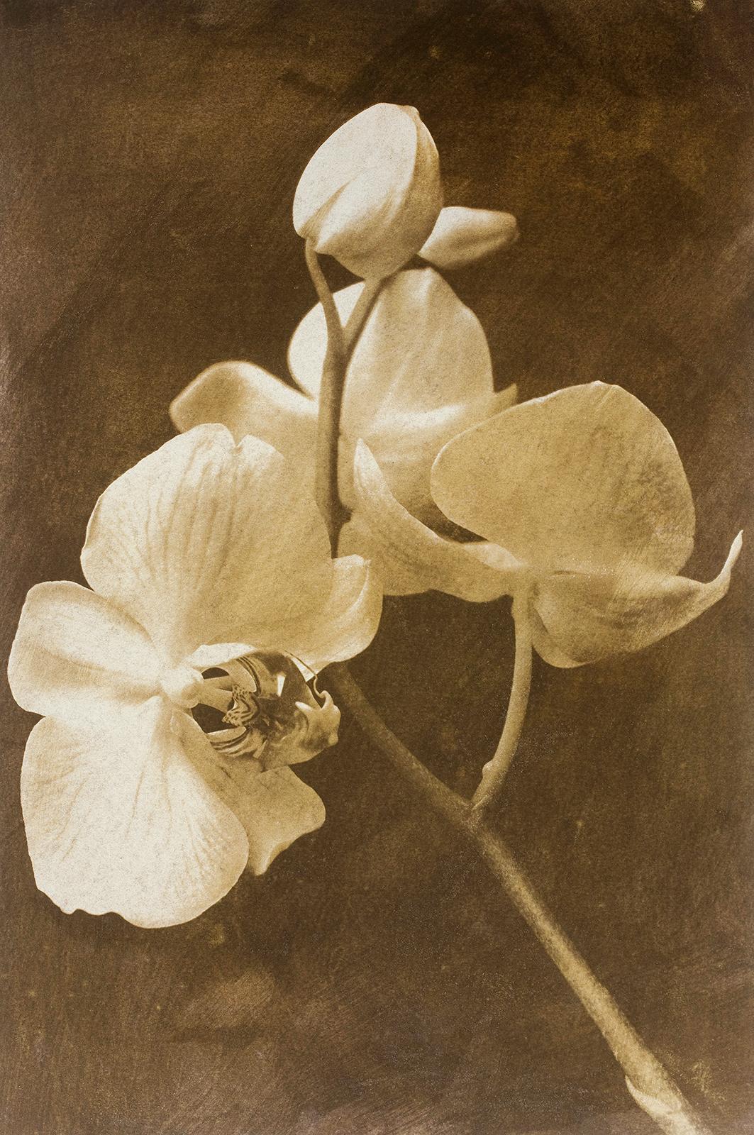 Orquídea 2 - Impresión contemporánea firmada de edición limitada, Foto en color, Flor