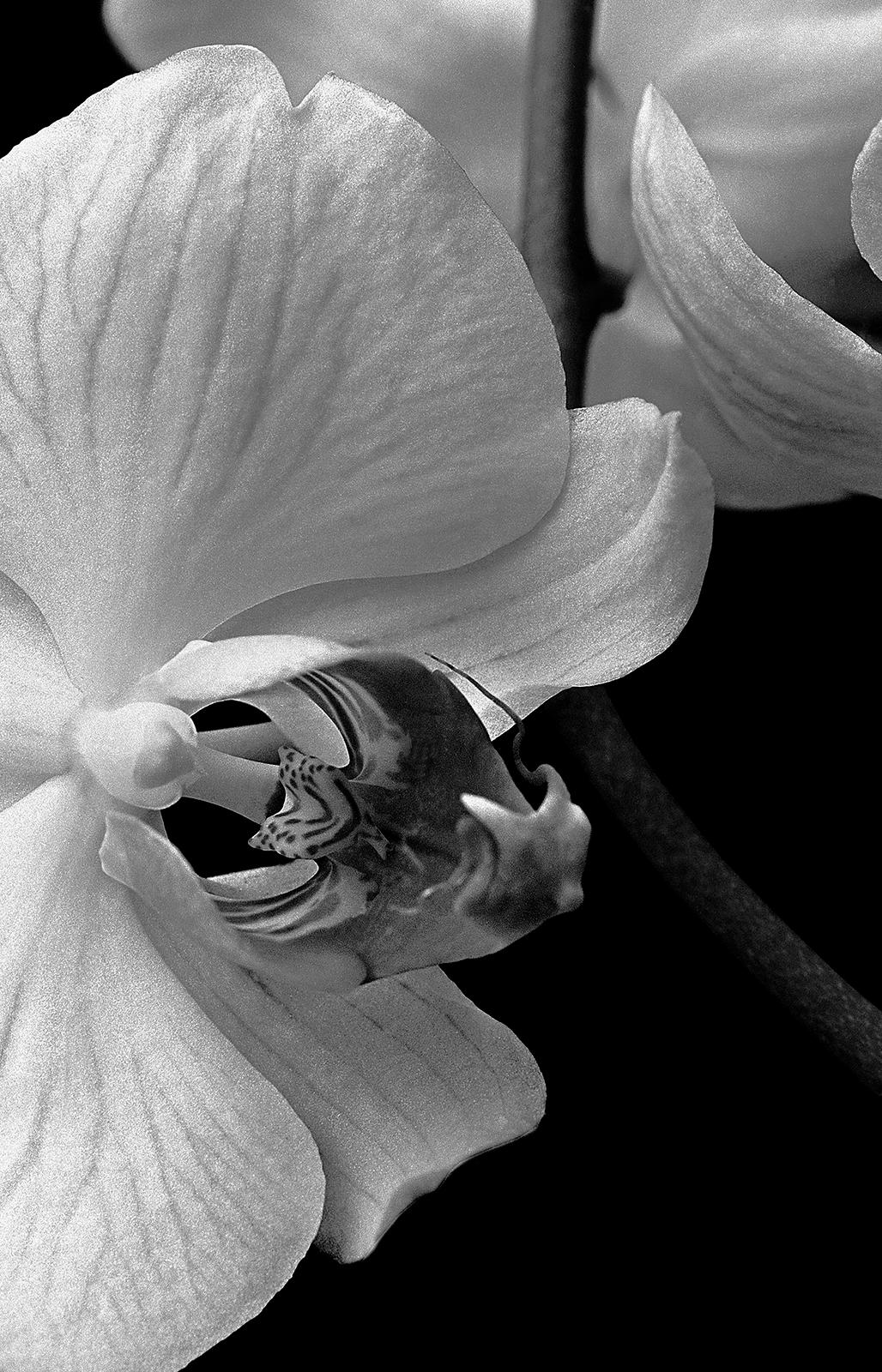 Orchid - Impression de nature en édition limitée signée, photo de nature noire, surdimensionnée - Photograph de Ian Sanderson