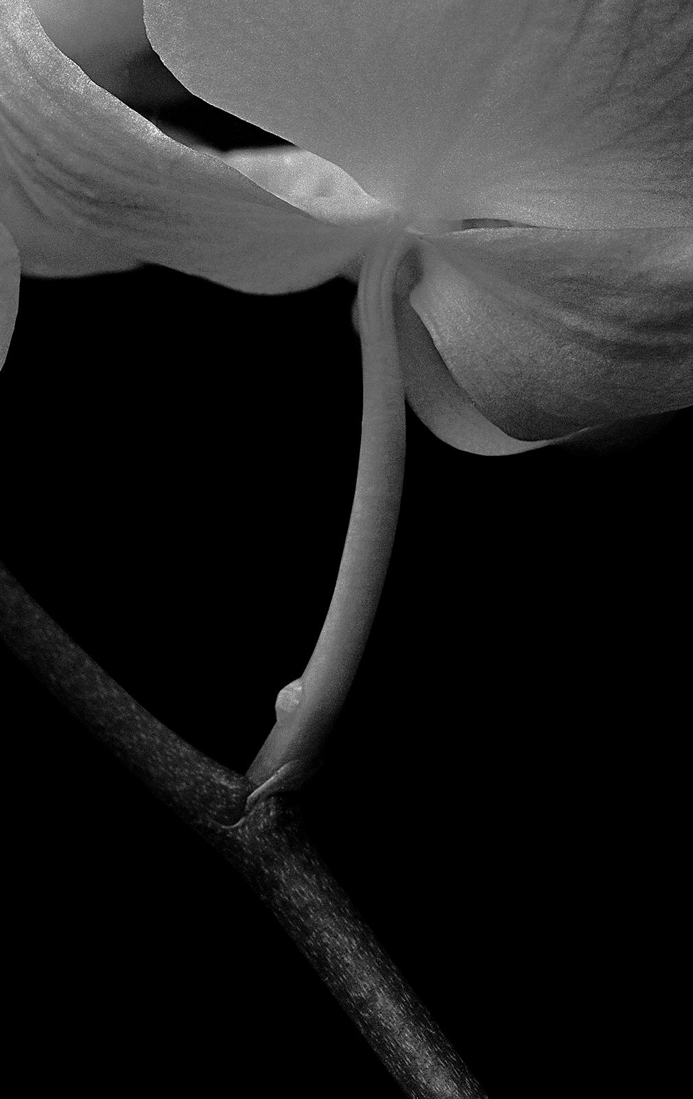 Orchidée - Tirage d'art signé en édition limitée, Noir Blanc Nature, Nature morte - Contemporain Photograph par Ian Sanderson