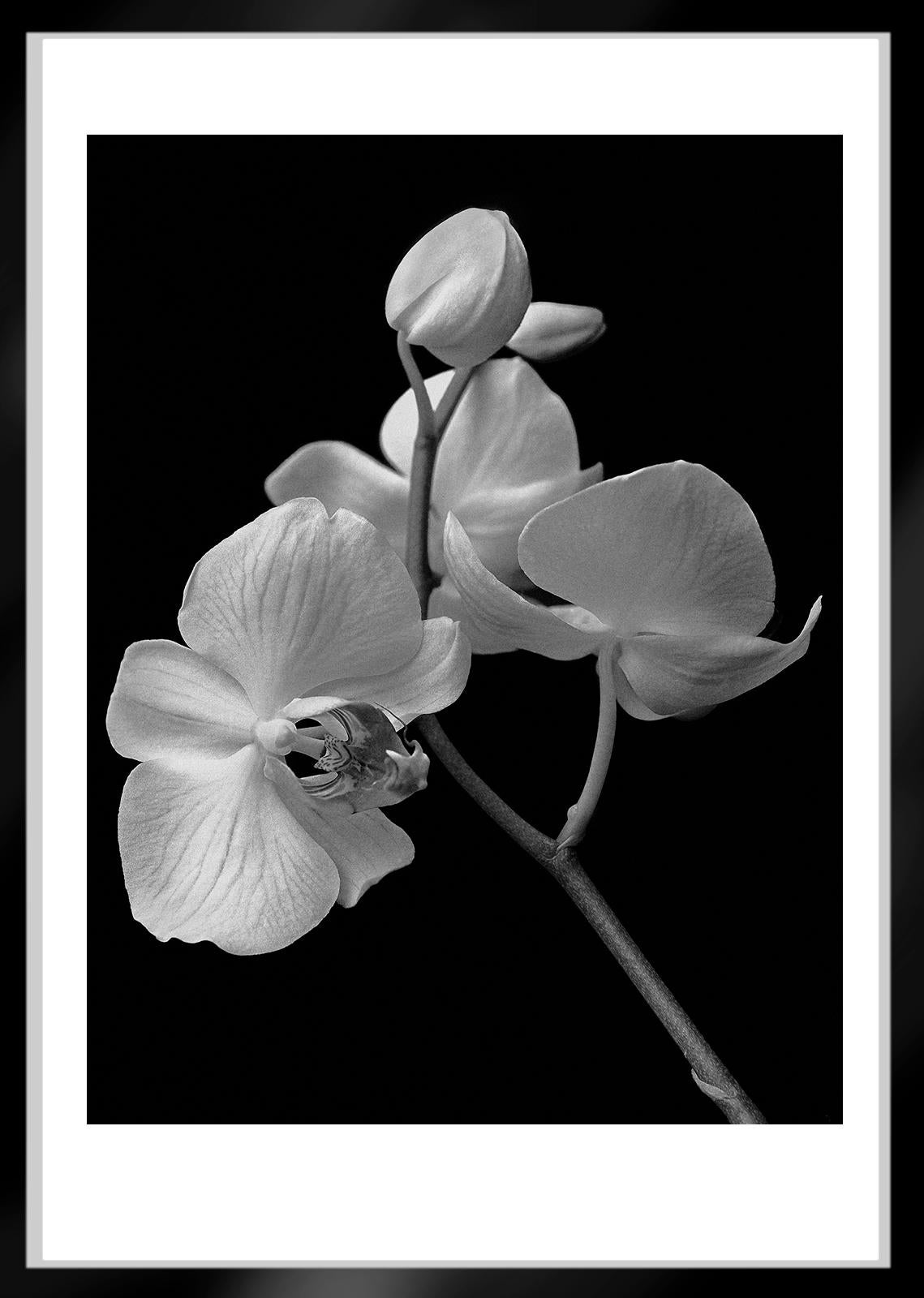 Orchid - Impression de nature en édition limitée signée, photo de nature noire, surdimensionnée - Noir Black and White Photograph par Ian Sanderson