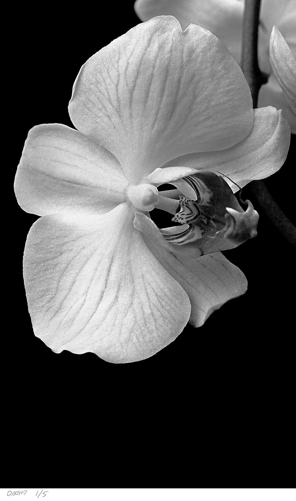 Orchidée - Tirage d'art signé en édition limitée, Noir Blanc Nature, Nature morte en vente 2