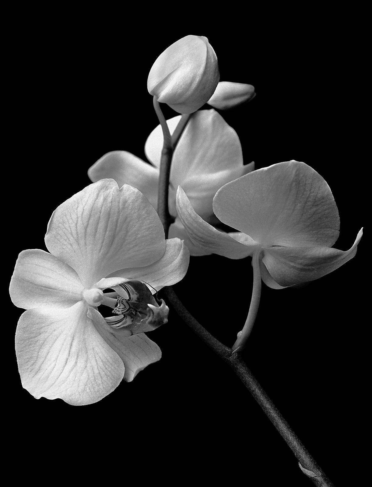 Black and White Photograph Ian Sanderson - Orchid - Impression de nature en édition limitée signée, photo de nature noire, surdimensionnée