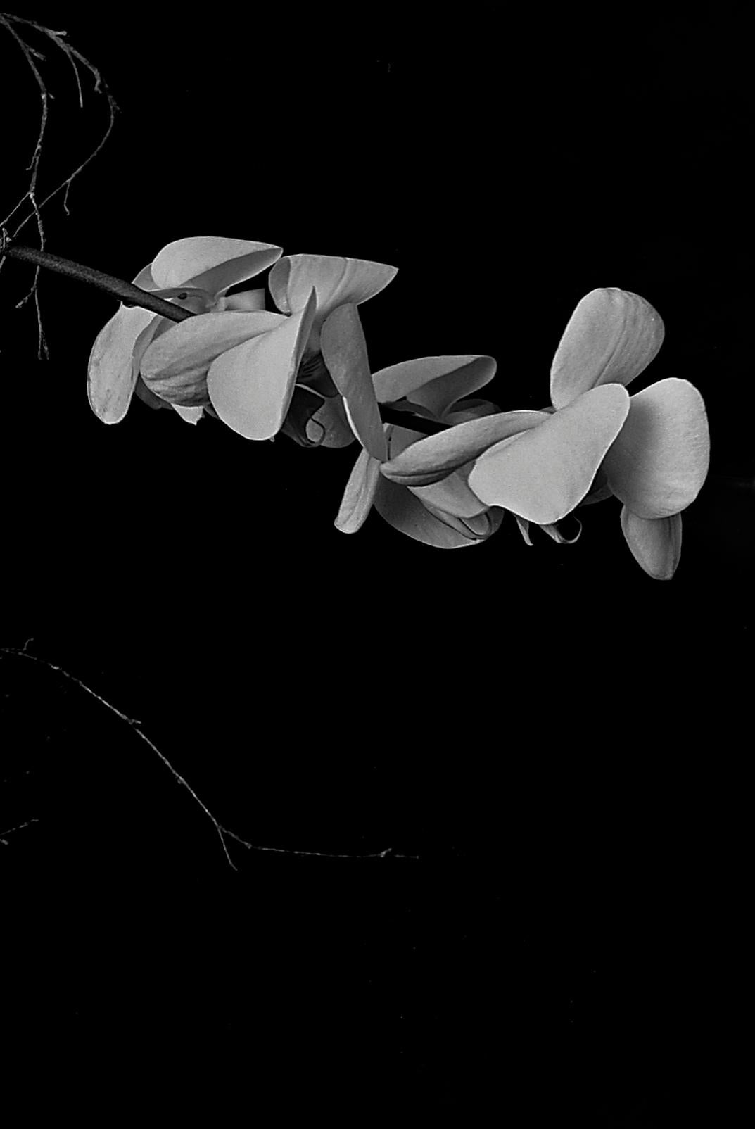 Signed limited edition still-life print, Black white nature, Romantic- Orchids - Contemporary Photograph by Ian Sanderson