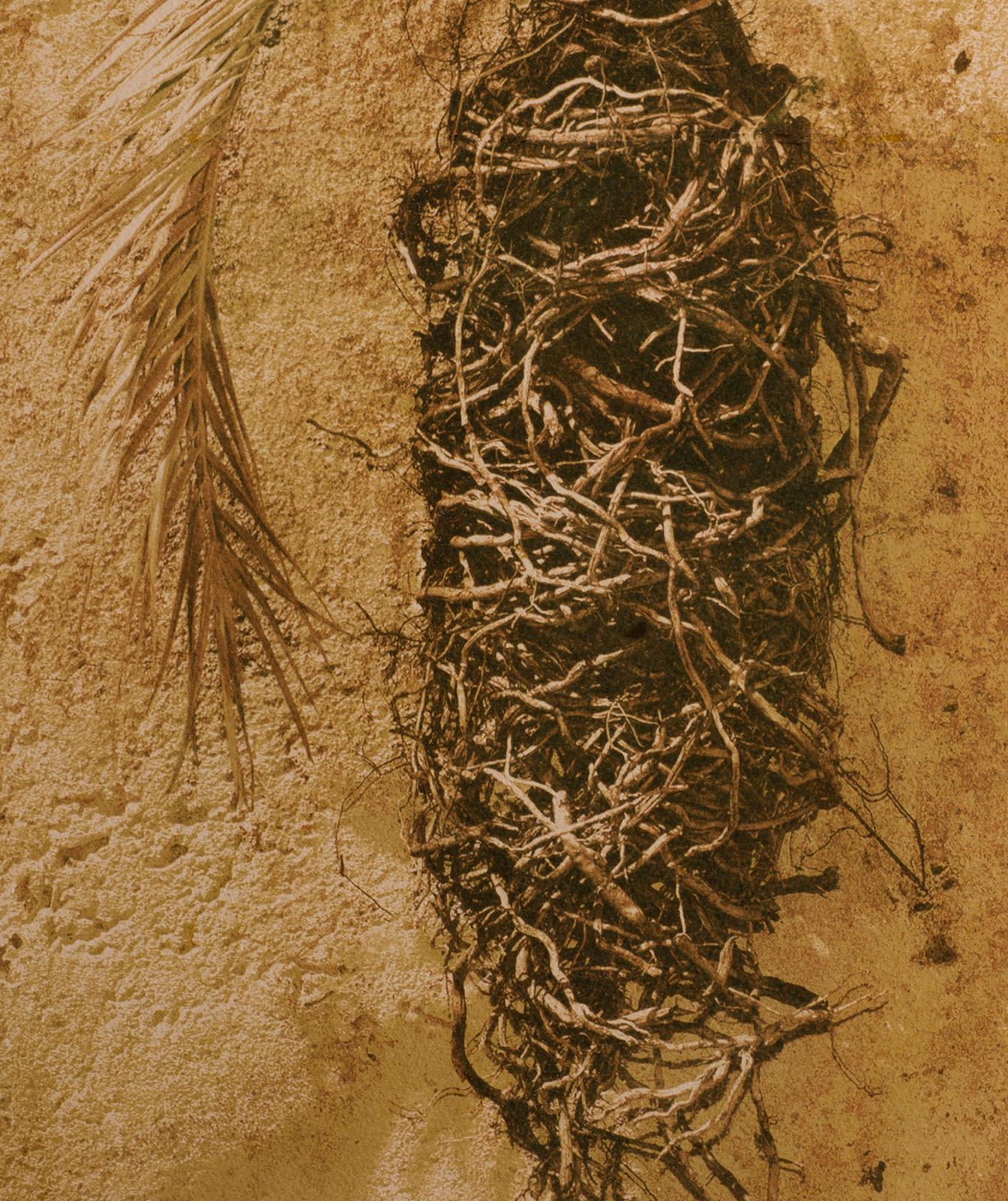Palm - Signed limited edition fine art print, Colour warm photo, Plant, Nature - Photograph by Ian Sanderson