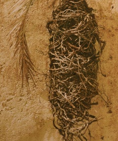 Palm - Signed limited edition fine art print, Colour warm photo, Plant, Nature