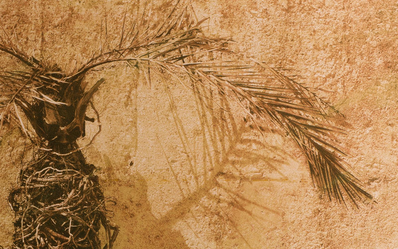 Palm - Signed limited edition fine art print, Colour warm photo, Plant, Nature - Contemporary Photograph by Ian Sanderson