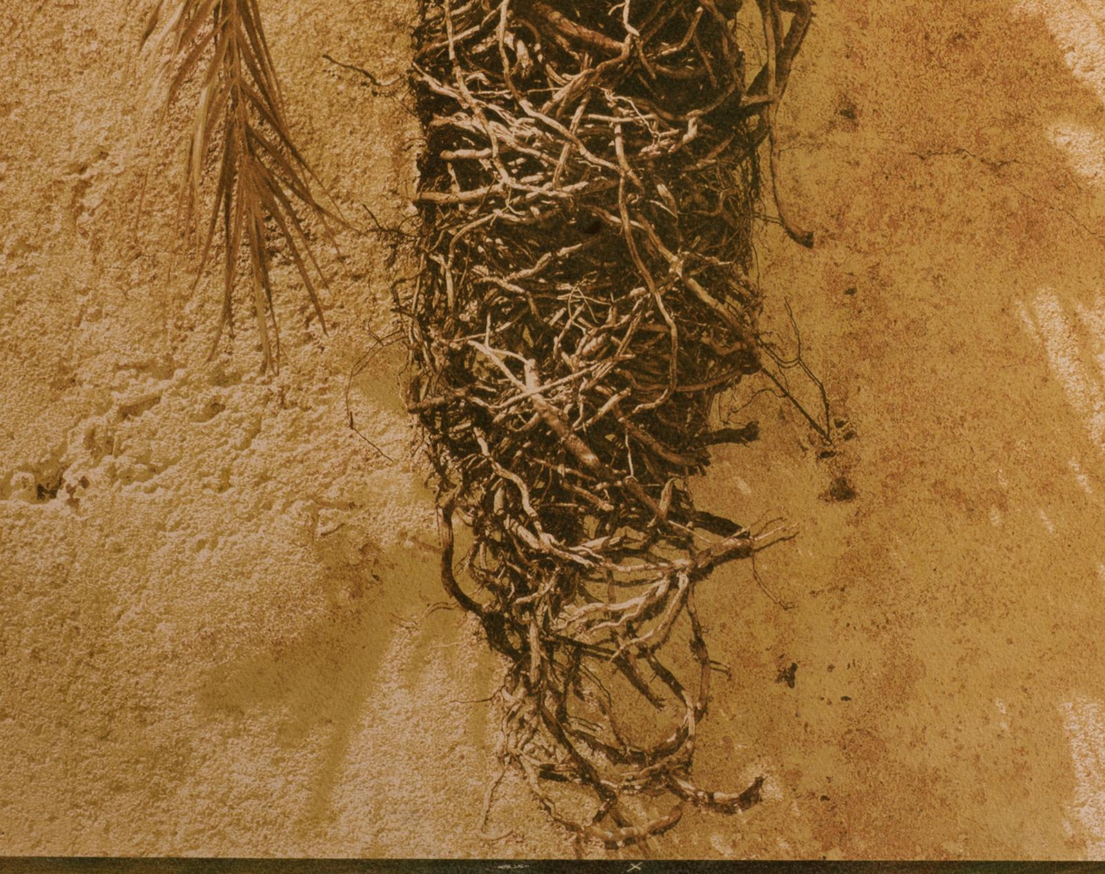 Palm - Signed limited edition fine art print, Colour warm photo, Plant, Nature - Brown Landscape Photograph by Ian Sanderson