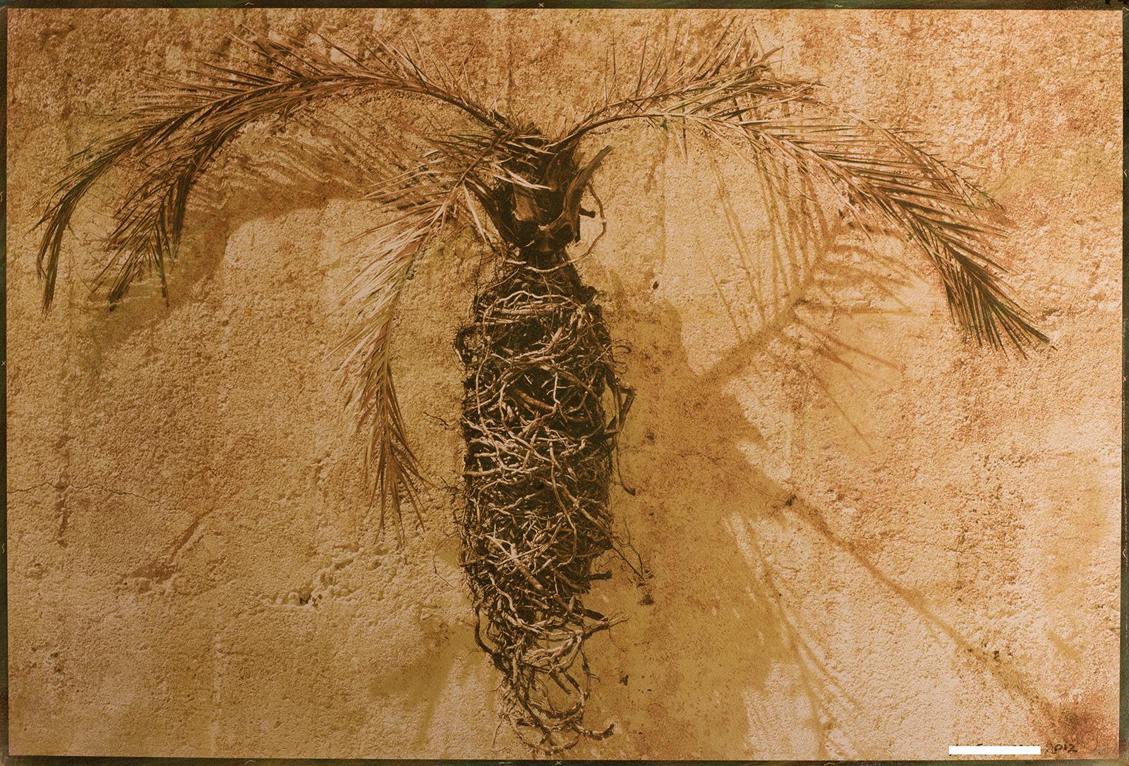 Palm - Signed limited edition archival pigment print  -   Edition of 8  
Photography : 2012
Bichromate print : 2012
Pigment print : 2020
Sunny photograph of a dry palm trunk against a textured wall with all the warmth of summer coming through.

This