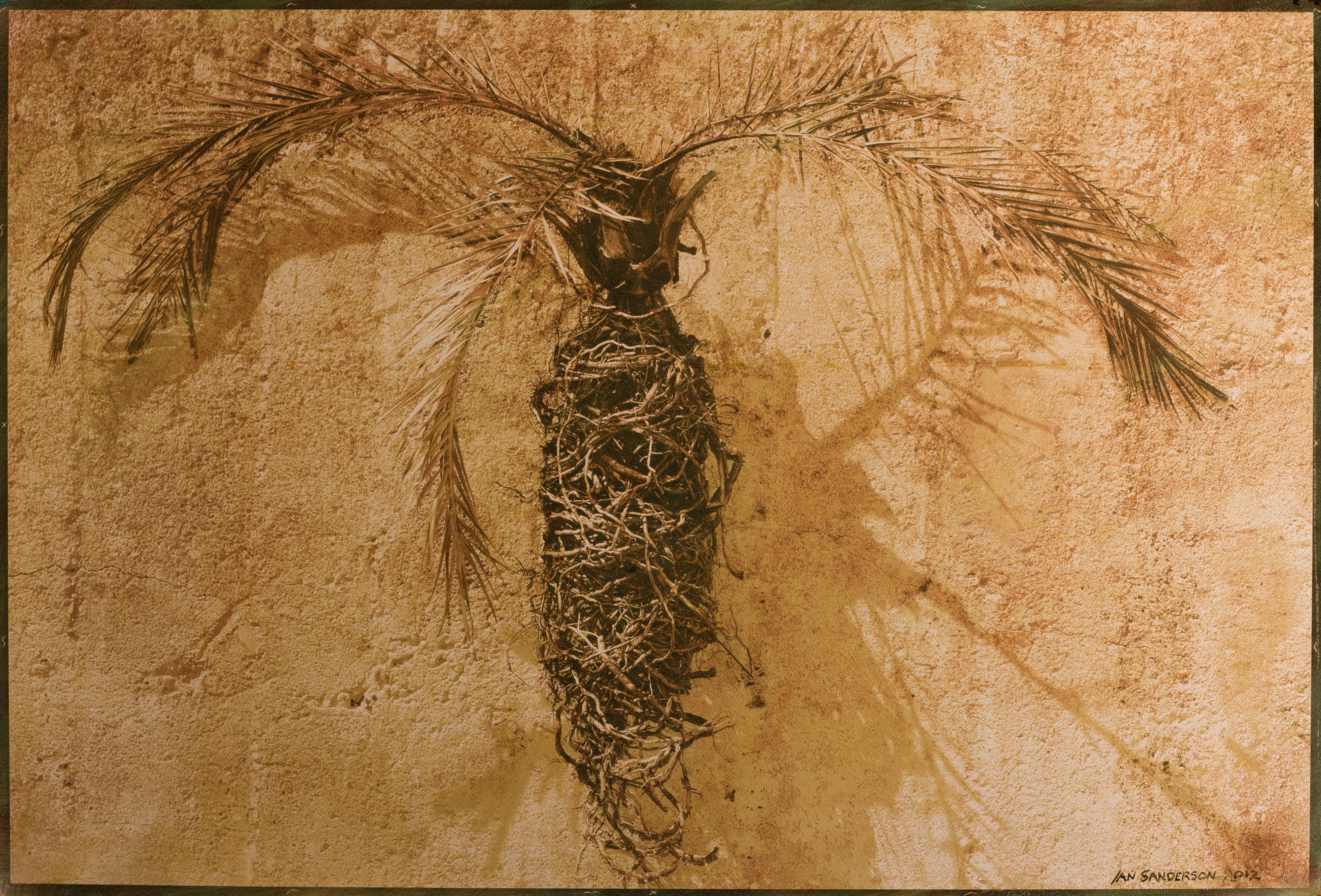 Palm - Édition limitée signée d'un tirage aux pigments d'archives  -   Edition de 8  
Photographie : 2012
Impression bichromatée : 2012
Impression pigmentaire : 2020
Photographie ensoleillée d'un tronc de palmier sec contre un mur texturé, avec