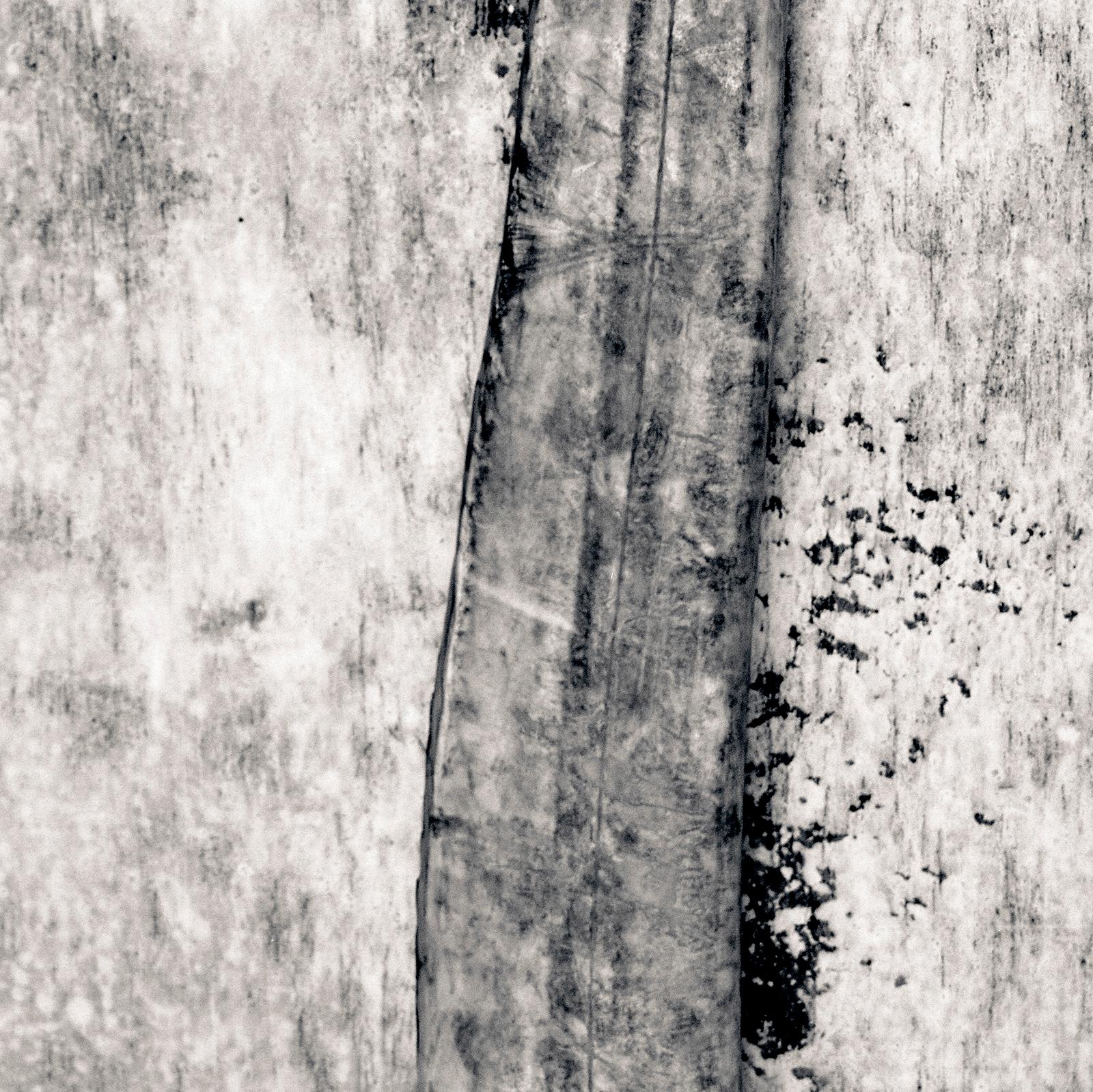 Sabre – signierter Kunstdruck in limitierter Auflage, Schwarz-Weiß-Foto, Natur, Fledermaus – Photograph von Ian Sanderson