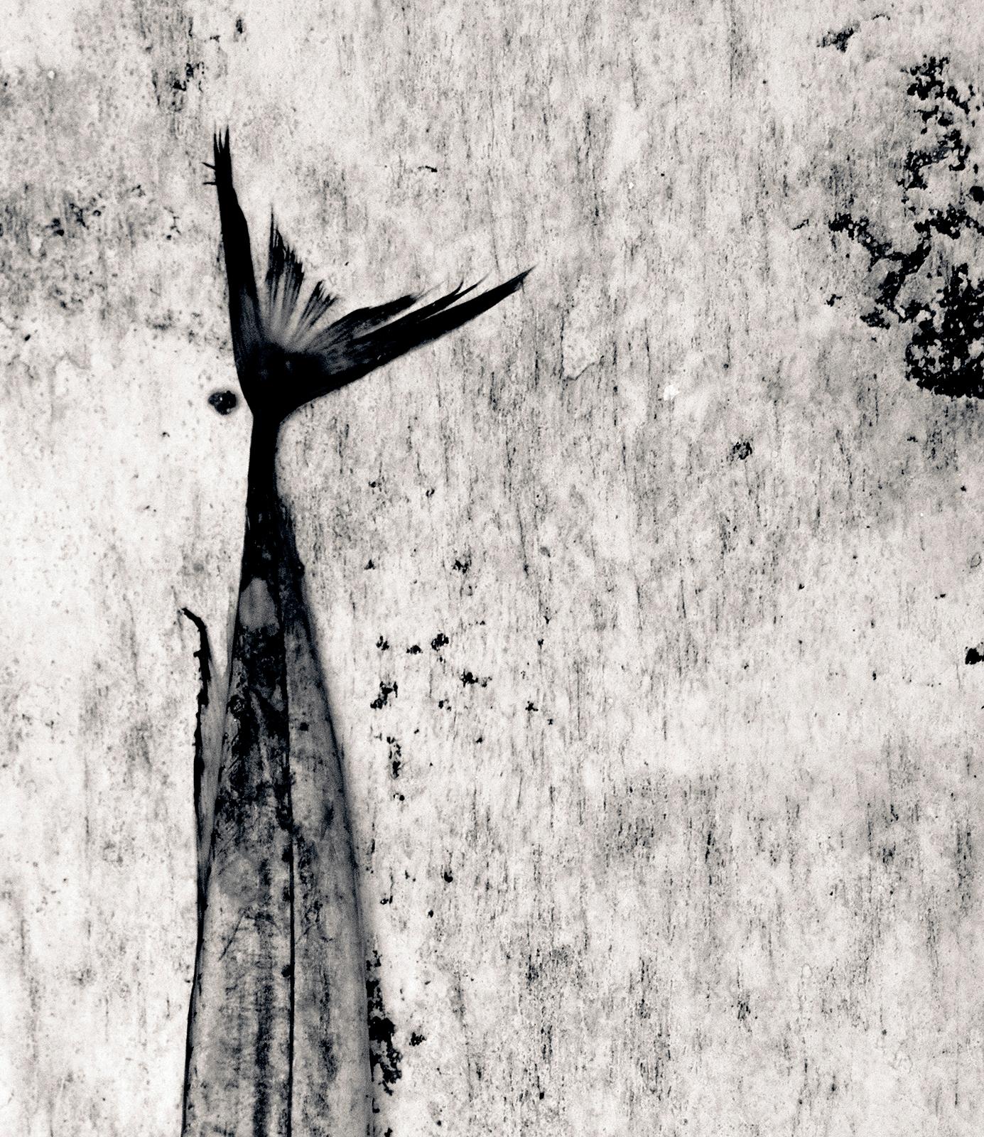 Sabre – signierter Kunstdruck in limitierter Auflage, Schwarz-Weiß-Foto, Natur, Fledermaus (Zeitgenössisch), Photograph, von Ian Sanderson