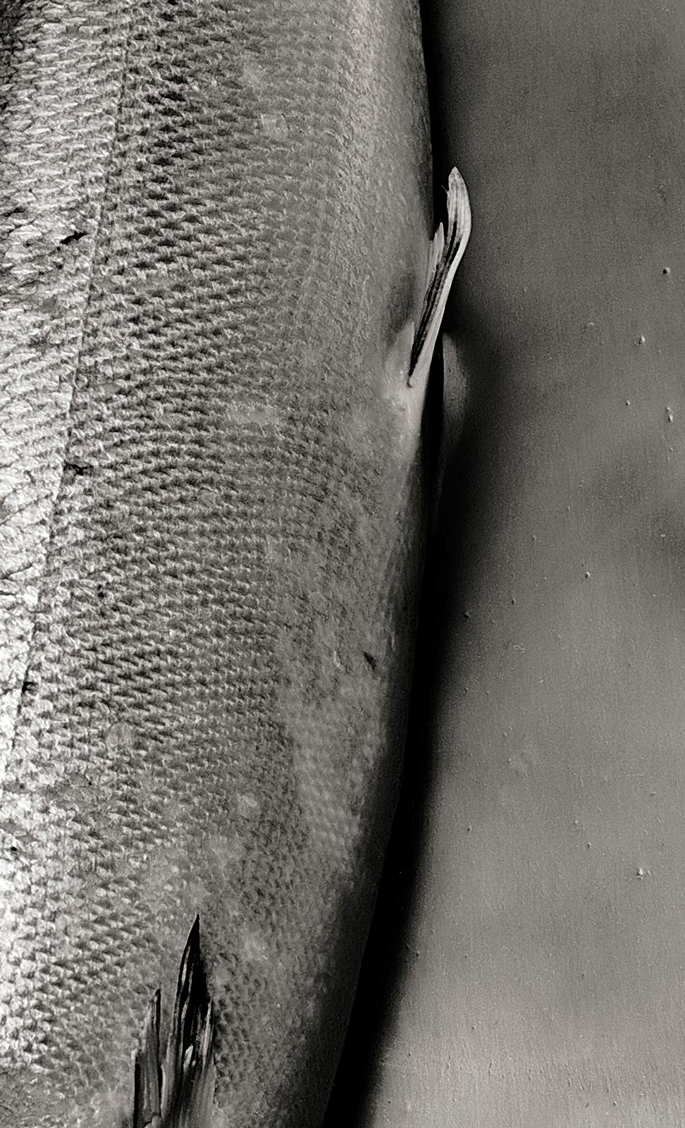 Saumon - Édition limitée signée d'une nature morte en mer, photo en noir et blanc, Nature - Contemporain Photograph par Ian Sanderson