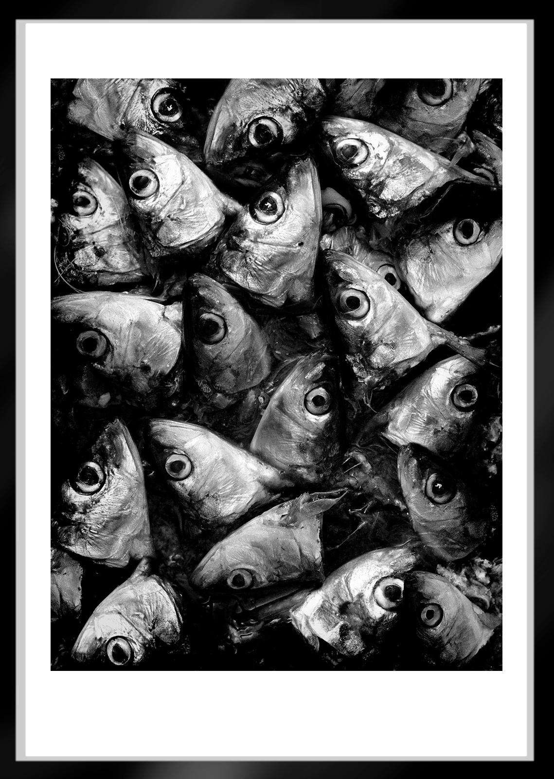 Sardines- Signed nature fine art print, Black white, still life, Contemporary For Sale 1