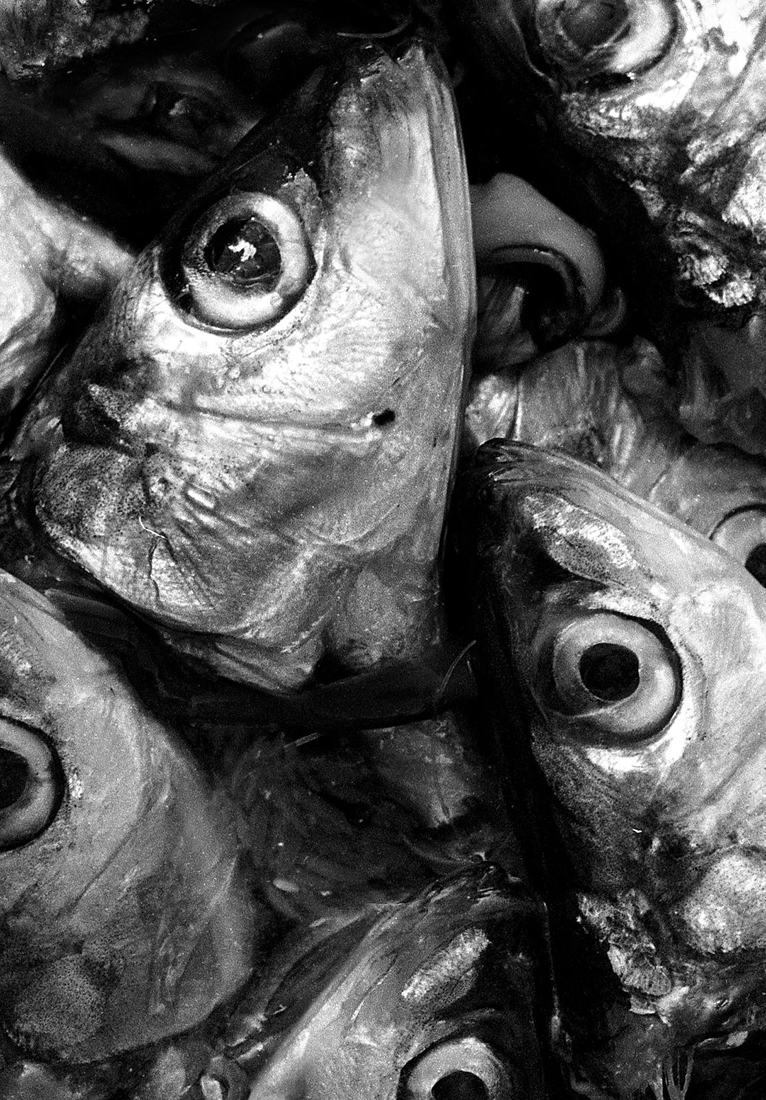Sardines – signierter Stilllebendruck in limitierter Auflage, Schwarz-Weiß-Foto, Natur, Fisch – Photograph von Ian Sanderson