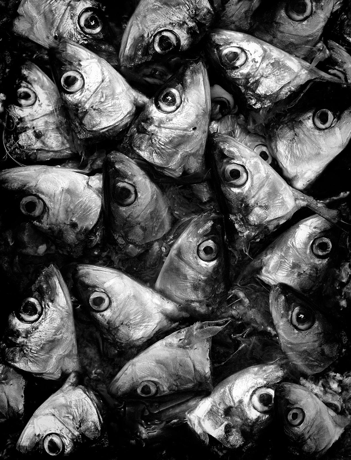 Ian Sanderson Still-Life Photograph – Sardines – signierter Stilllebendruck in limitierter Auflage, zeitgenössisches Schwarz-Weiß 