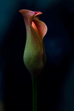 Flower -  Floral print, Color nature photo, Contemporary, Still-life