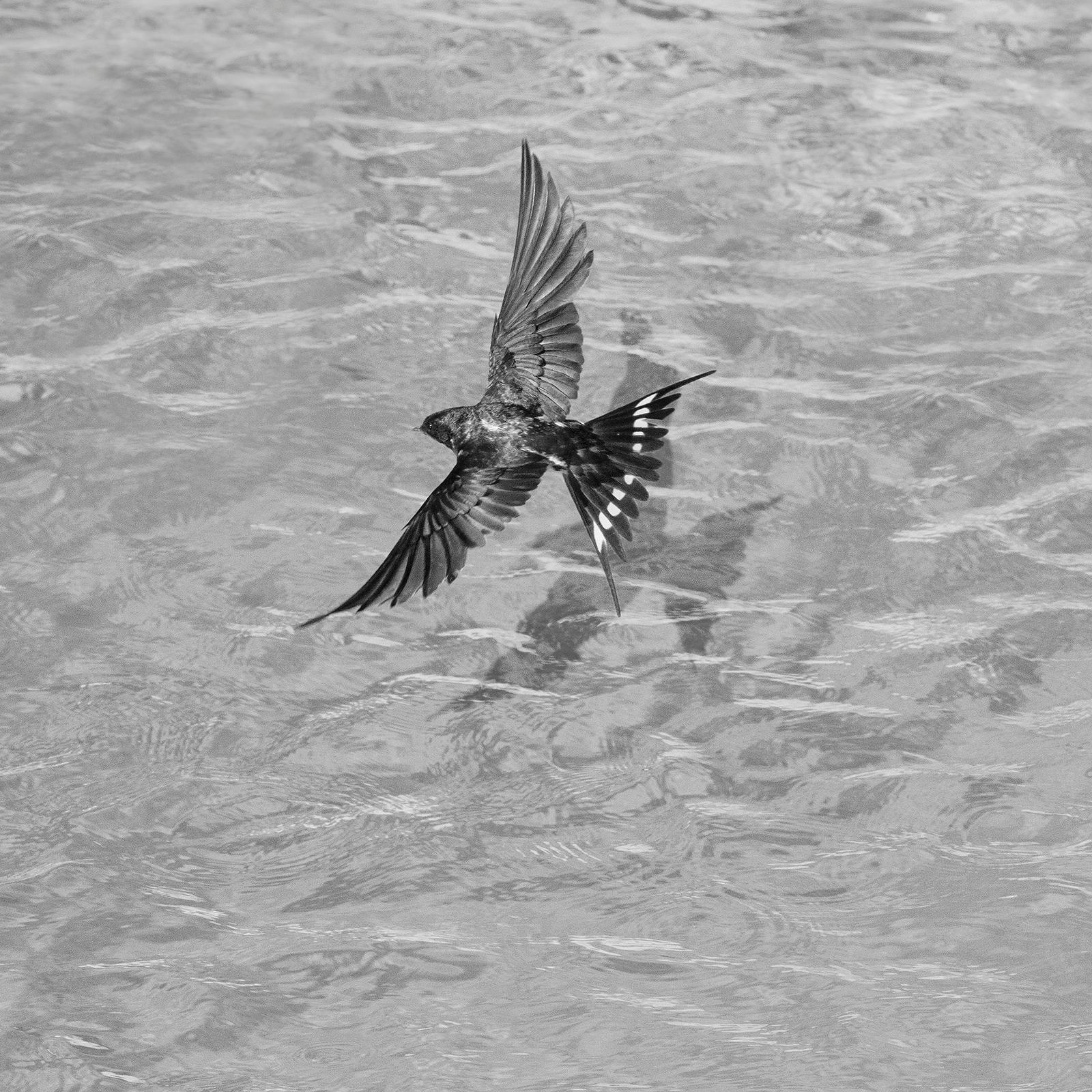 Swallow – signierter Kunstdruck in limitierter Auflage, zeitgenössisches Foto, Quadrat, Vogel