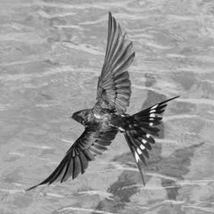 Swallow- Signed limited edition stile life print, Black white photo, Square
