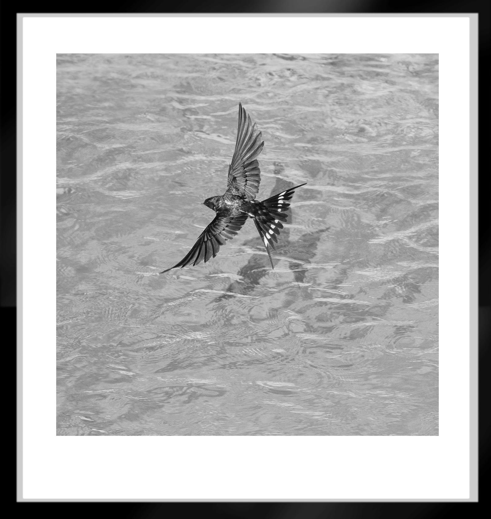 Whiting - Stampa stile life firmata in edizione limitata, foto in bianco e nero, quadrato - Photograph Contemporaneo di Ian Sanderson