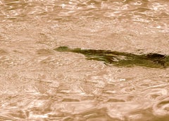 Swim- Signed limited edition contemporary print, Colour pool photo, Oversize