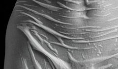 Torso - Signed limited edition nude print, Black white photo, Square, Model