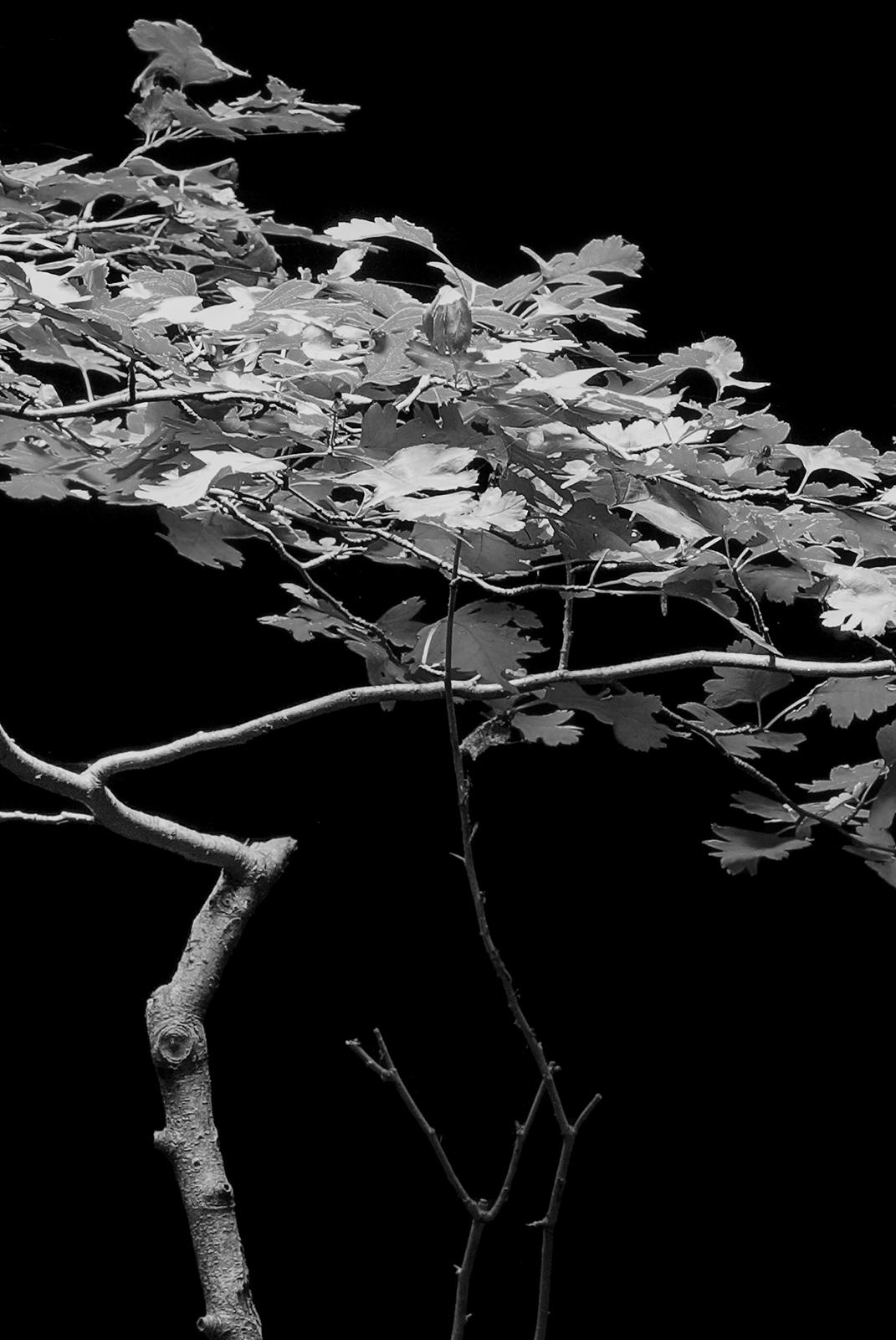 Baum – signierter Kunstdruck in limitierter Auflage, Schwarz-Weiß-Naturfotografie – Photograph von Ian Sanderson
